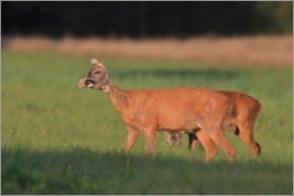 <p>SRNEC OBECNÝ (Capreolus capreolus) Šluknovsko - okolí Rumburku, 9/2016 /European roe deer - Reh/</p>